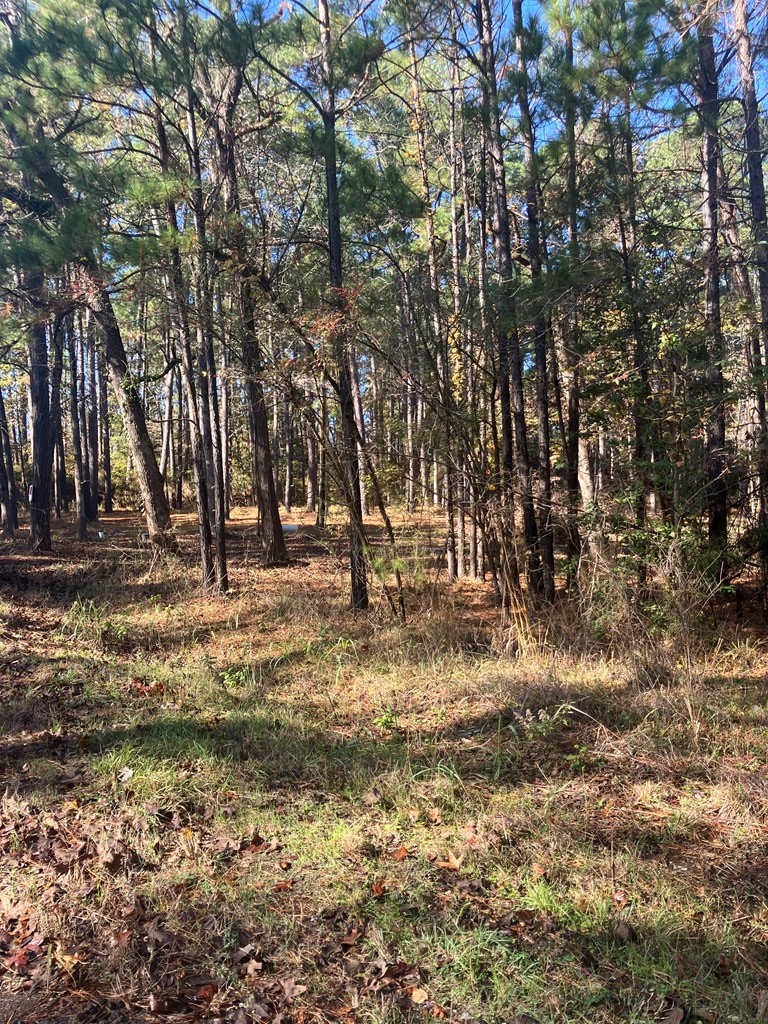 119 Lakewood, Hemphill, TX 75948 - Image #3