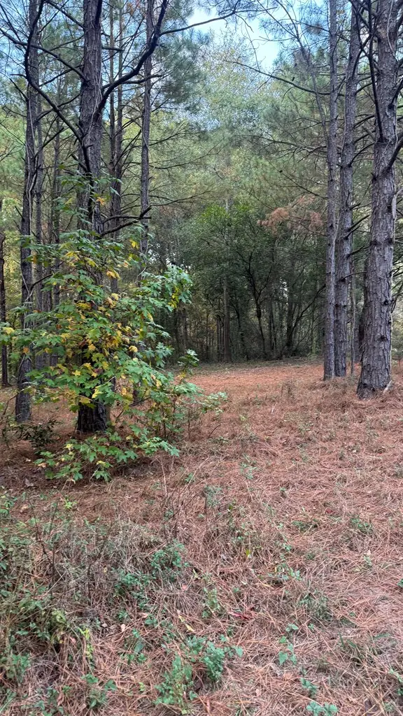 220 Kennon Drive, Hemphill, TX 75948 - Image #2