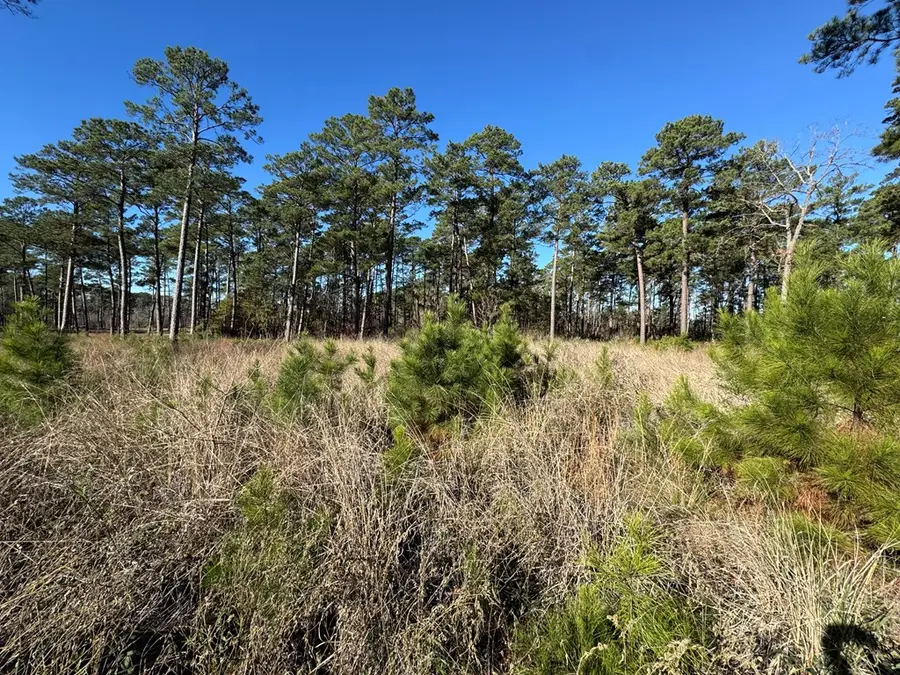 020 Private Road 6028, Brookeland, TX 75931 - #2