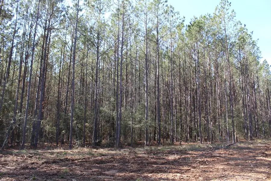 R18754 Fm 1751, San Augustine, TX 75972 - #3