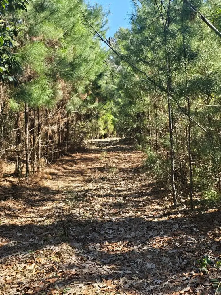 286 County Road 3300, Colmesneil, TX 75938 - #2