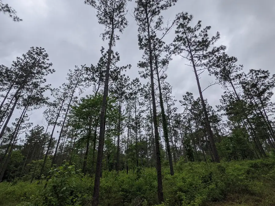 TBA Youngblood Rd., Huntington, TX 75949 - Image #2