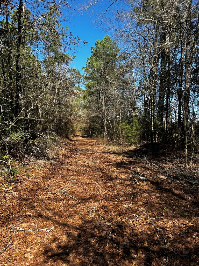 R14353 Cr 167, Long Branch, TX 75669 - Image #2