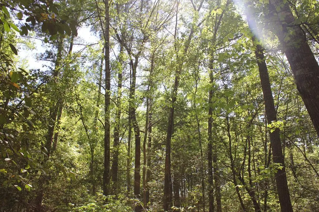 PID 36982 Hwy 103w, Lufkin, TX 75904 - Image #1