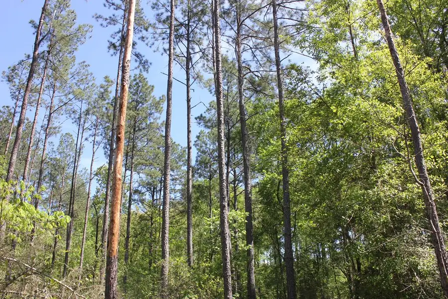 PID 36982 Hwy 103w, Lufkin, TX 75904 - Image #2