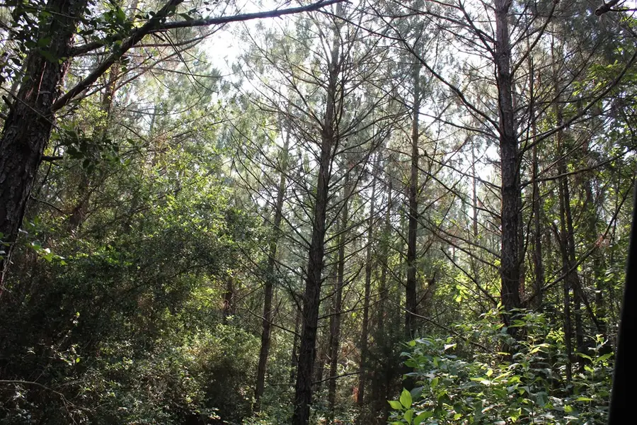 PID 36982 Ben Dunn Road, Lufkin, TX 75901 - Image #2