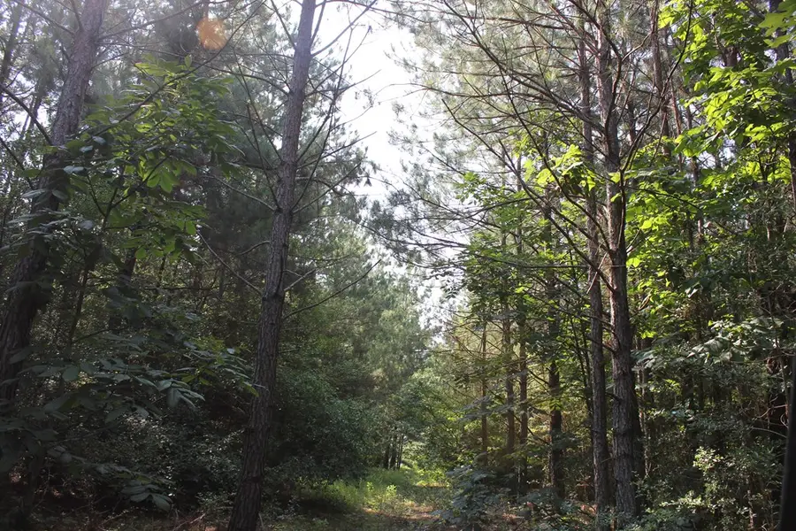 PID 36982 Ben Dunn Road, Lufkin, TX 75901 - Image #3