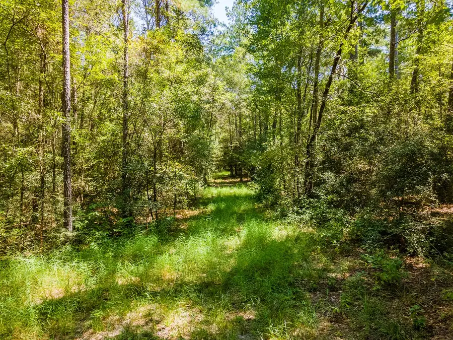Tract 4.4 Frazier Road, Zavalla, TX 75980 - Image #3