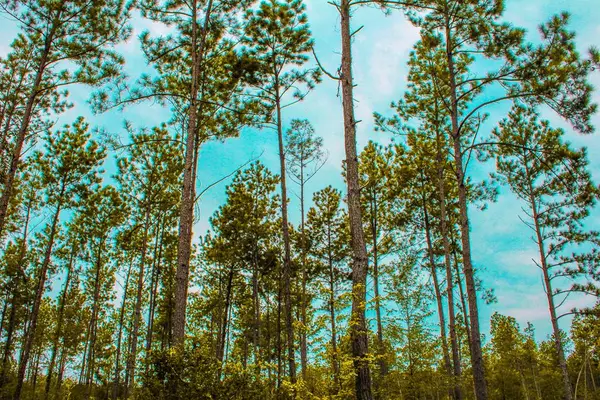 PID 29607 Ben Dunn Road, Hudson, TX 75904