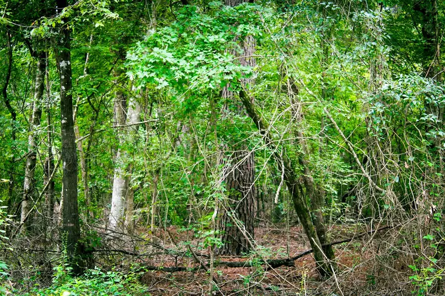 PID 29607 Ben Dunn Road, Pollok, TX 75904 - Image #2