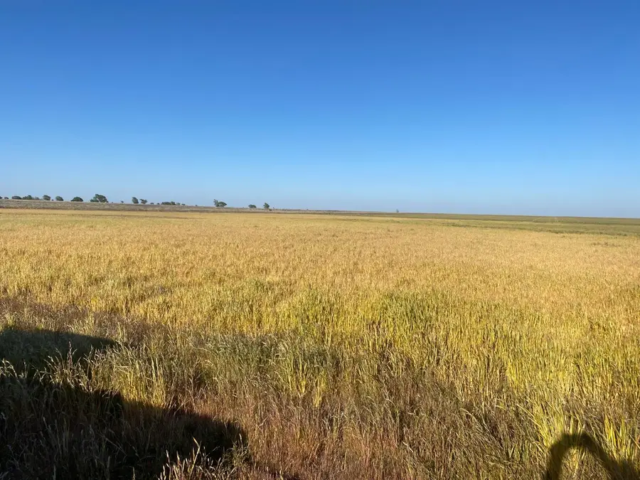 0 Private Road 1420, Wolfforth, TX 79382 - Image #3