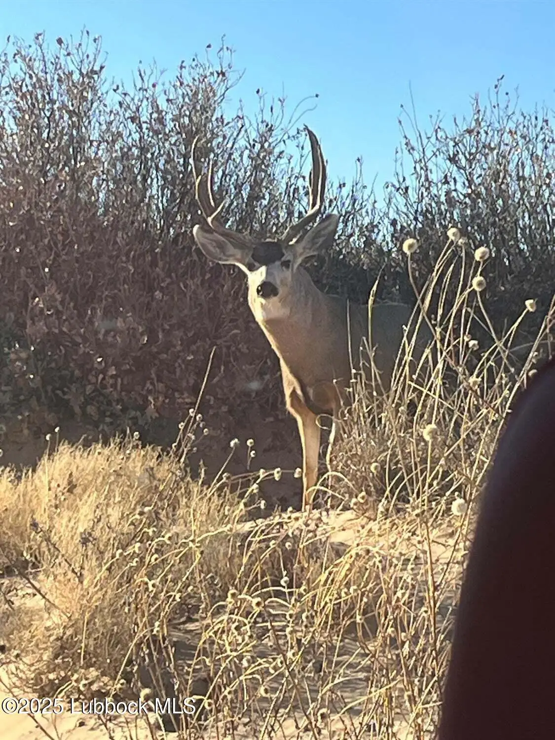 1585 Co Rd 95, Morton, TX 79346 - Image #1