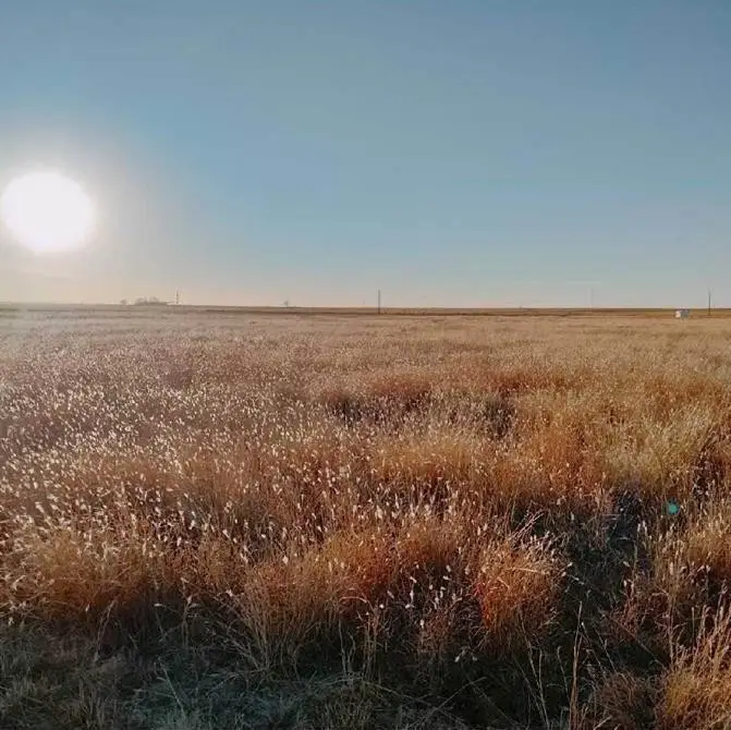 17010 N County Road 1000, Shallowater, TX 79363 - Image #2