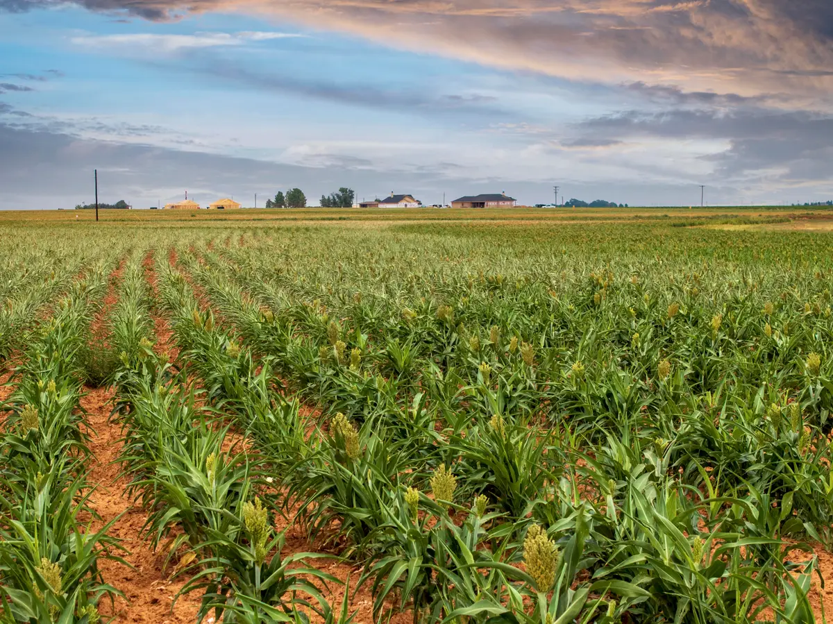 5982 Tiger Road, Ropesville, TX 79358 - Image #1