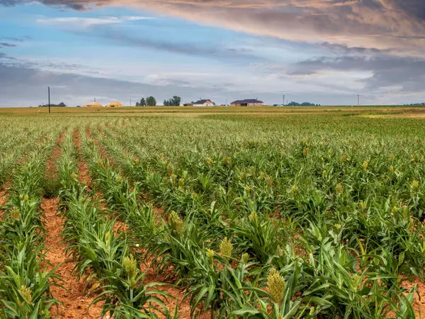 5982 Tiger Road, Ropesville, TX 79358