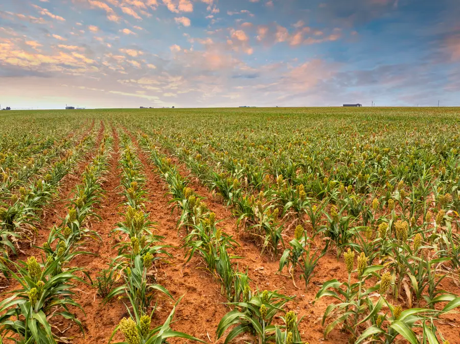 5982 Tiger Road, Ropesville, TX 79358 - Image #2