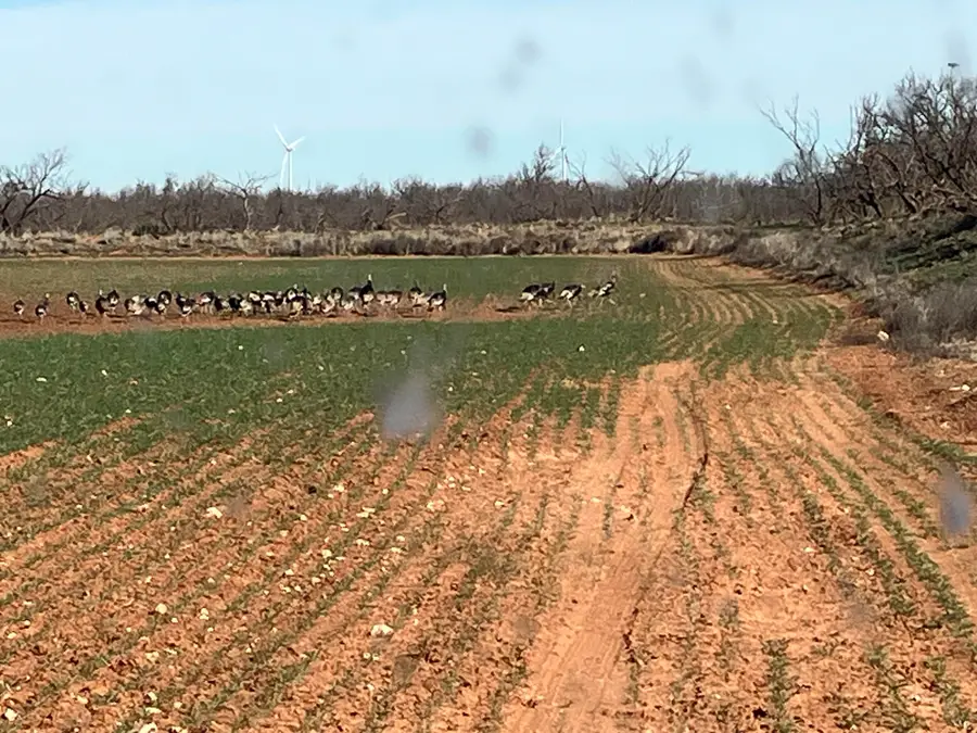 Cr 29, Tahoka, TX 79373 - Image #3