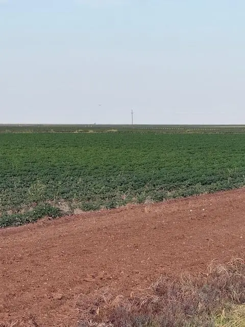 8001 F M 41, Wolfforth, TX 79382 - #2