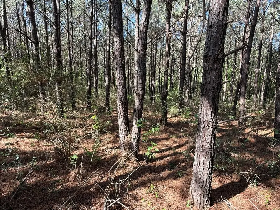 686 Pr 5102, Kennard, TX 75847 - #2