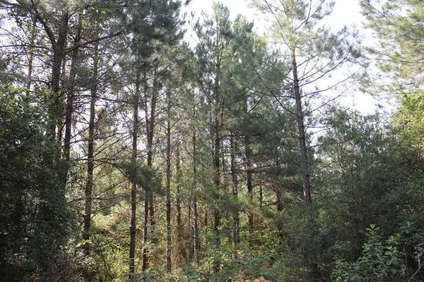 PID 36982 Ben Dunn Road, Lufkin, TX 75901