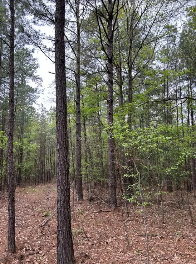 R12357 -Lot 102 Fm 705, Broaddus, TX 75929 - #2