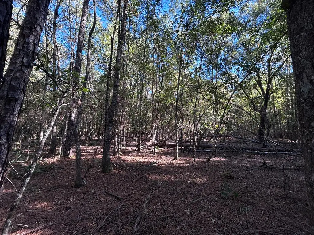 LOT 16 Hackberry, Village Mills, TX 77663 - #1