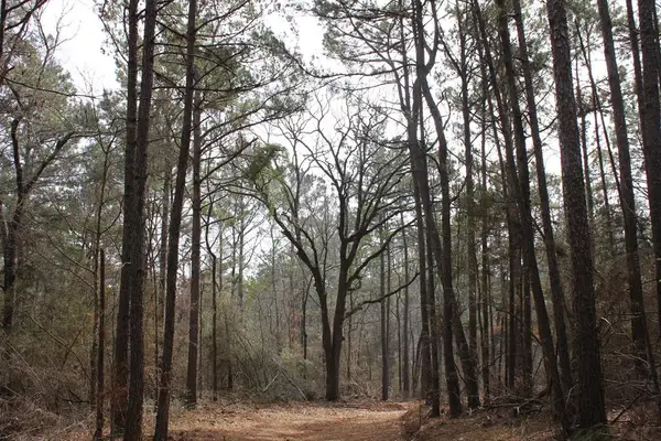 PID 5880 Fm 225, Douglass, TX 75943
