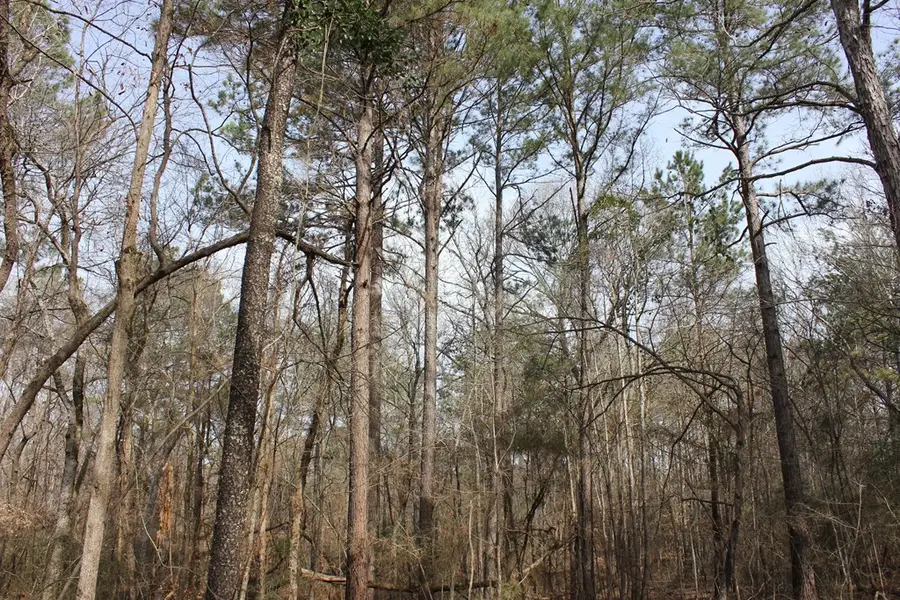 PID 5880 Fm 225, Douglass, TX 75943 - #2