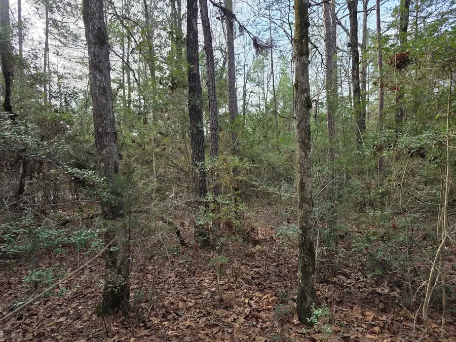 728 County Road 3240, Colmesneil, TX 75938 - #3