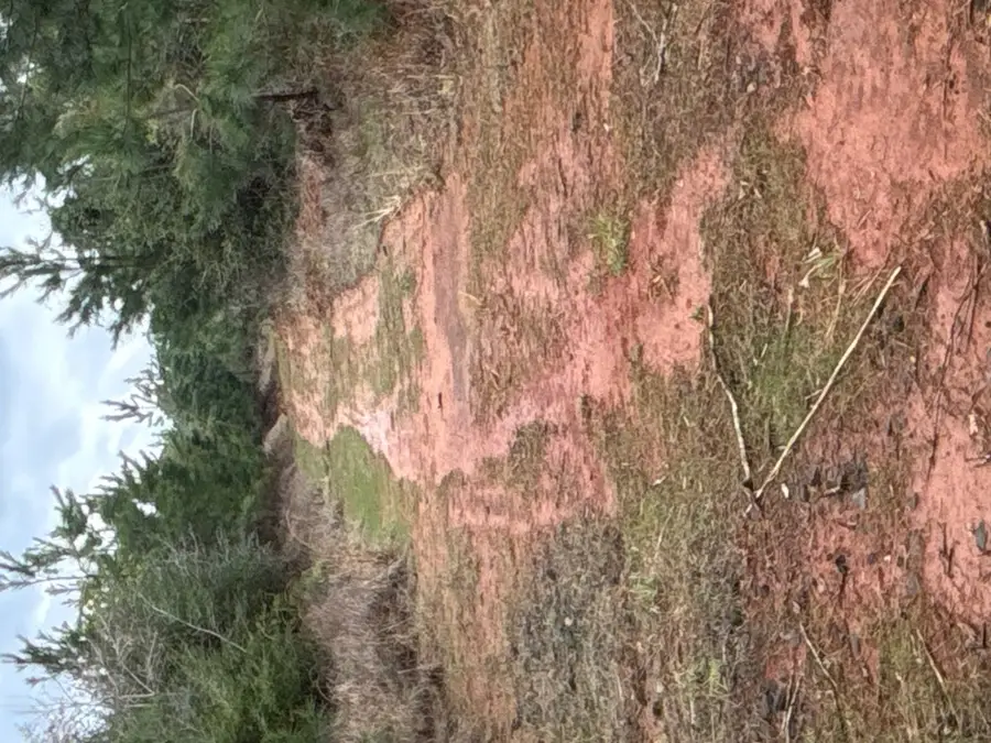TR 14 Hwy 21e, Hemphill, TX 75948 - #3