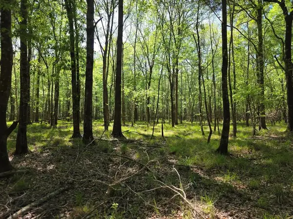 40.9 AC W Us Hwy 190, Jasper, TX 75951