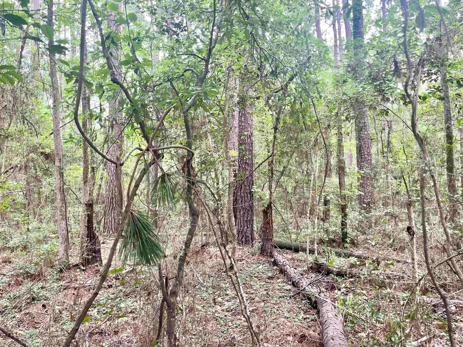 Lot: 532 Starfish Dr., Hemphill, TX 75948 - #3