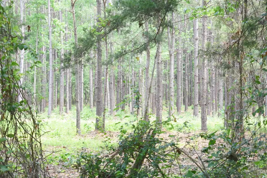 10 Acres Cr 837, Nacogdoches, TX 75965 - #3