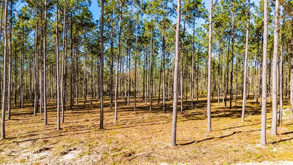Lot 13 Big Buck Drive, Moscow, TX 75960