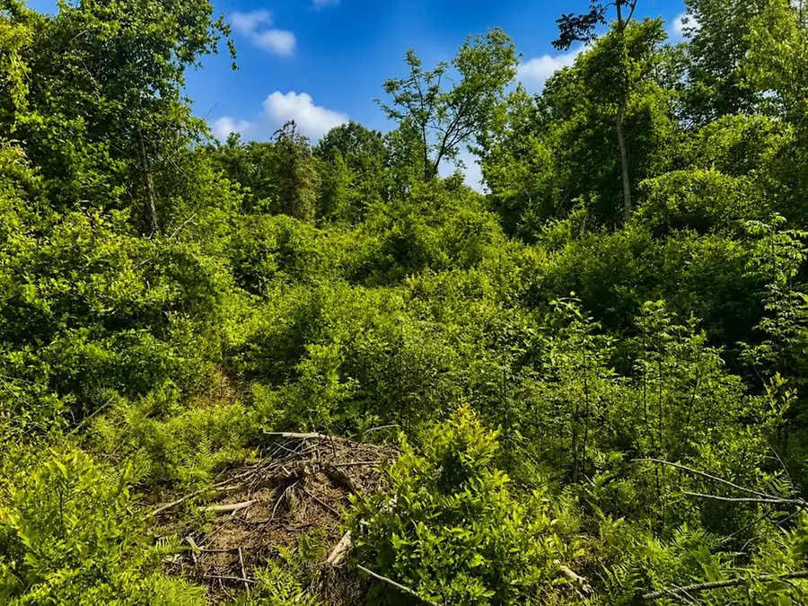 Lot 10 Cr 175, Garrison, TX 75946 - #2