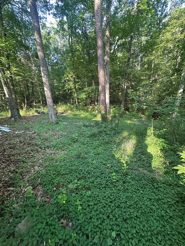 430 Forest Drive, Hemphill, TX 75948 - #3