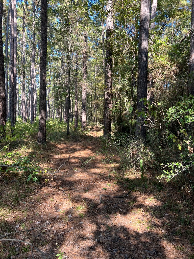 R27947 County Road 2940, Shelbyville, TX 75973 - #3