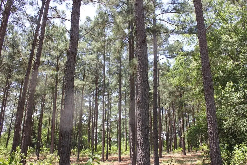640 County Road 2218, Tennessee Colony, TX 75861 - #1