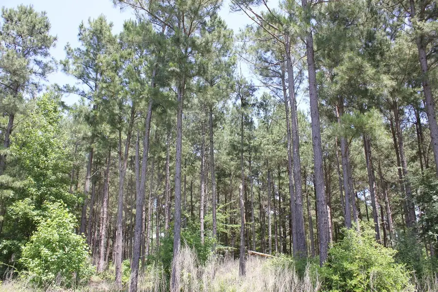 640 County Road 2218, Tennessee Colony, TX 75861 - #3