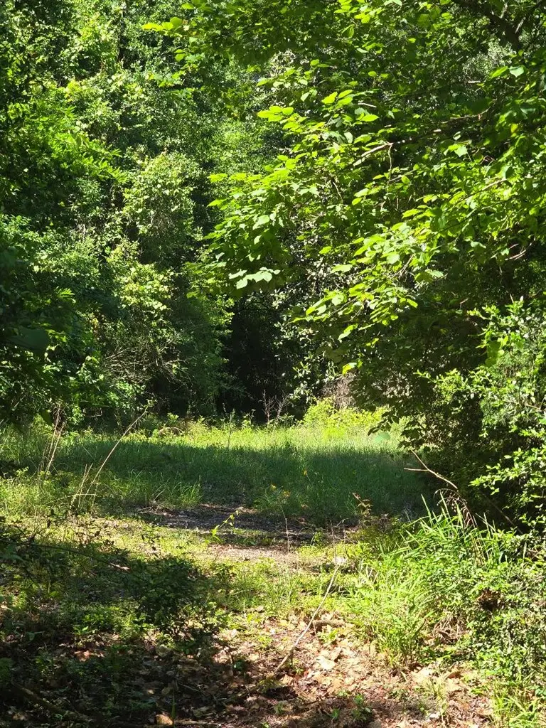 12405 Fm 1414, Burkeville, TX 75932 - #3