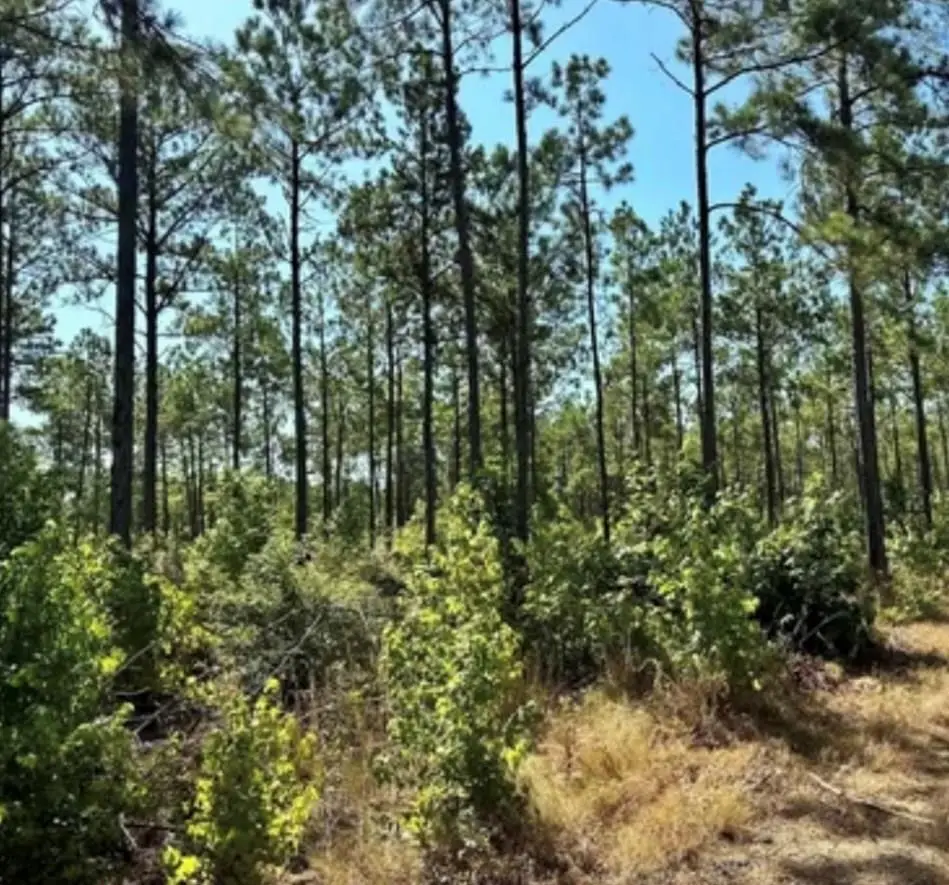 3245 Cr 1095, Center, TX 75935 - #1