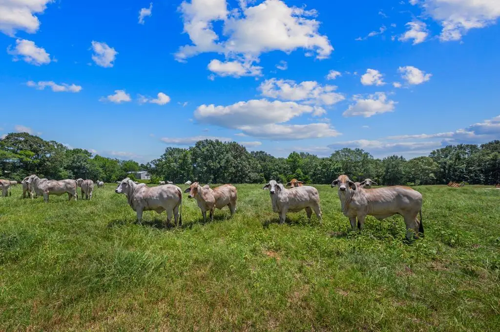 522 Cr 2717, Alto, TX 75925 - #1