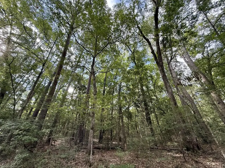 lot # 954 Lakeshore Drive, Hemphill, TX 75948 - #3