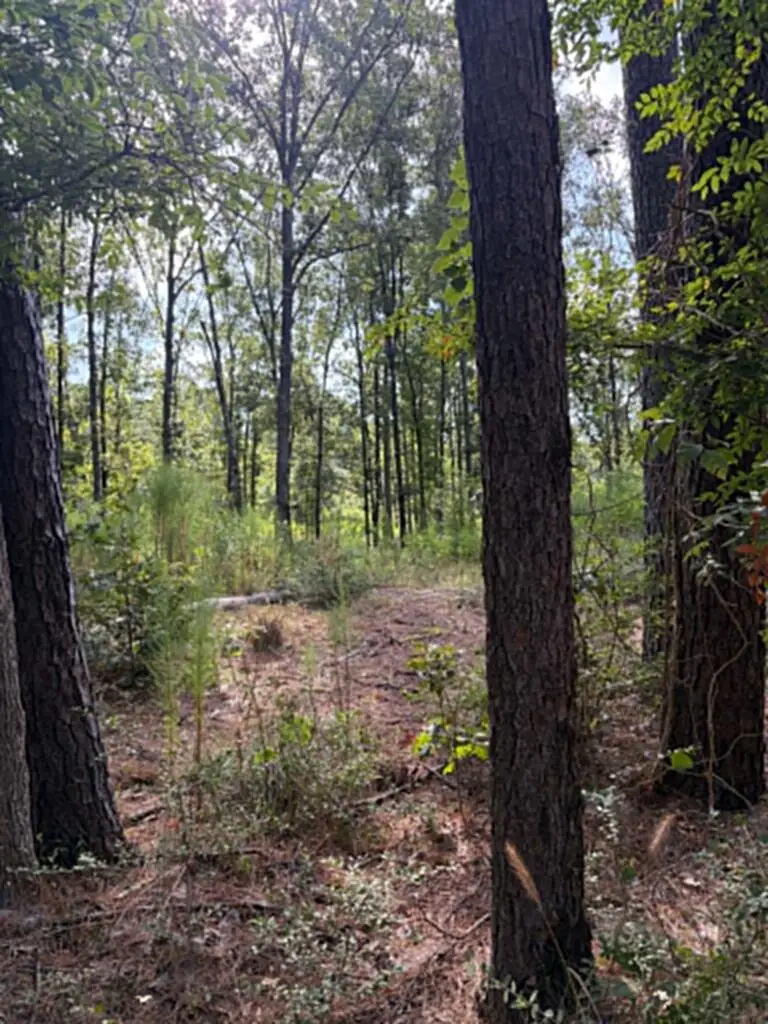 R(3)155685 Miles Road, Lufkin, TX 75901 - #1