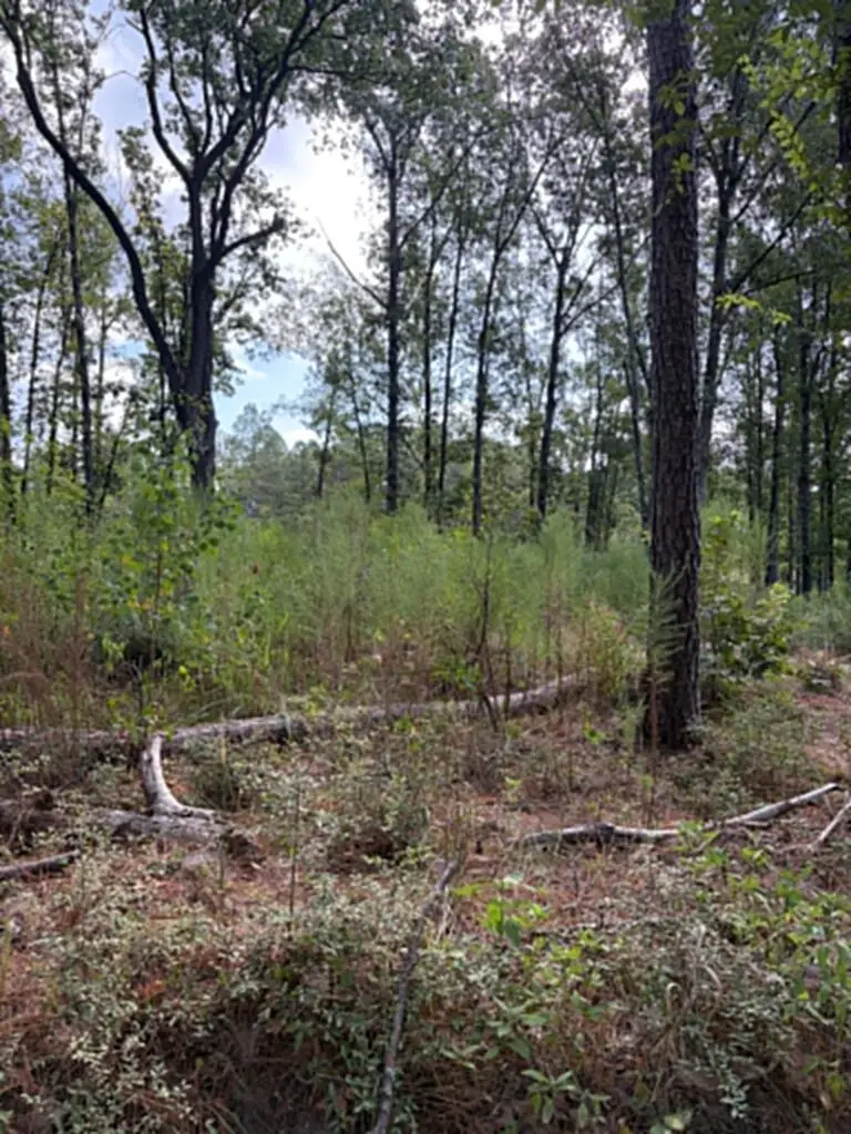R(3)155685 Miles Road, Lufkin, TX 75901 - #2