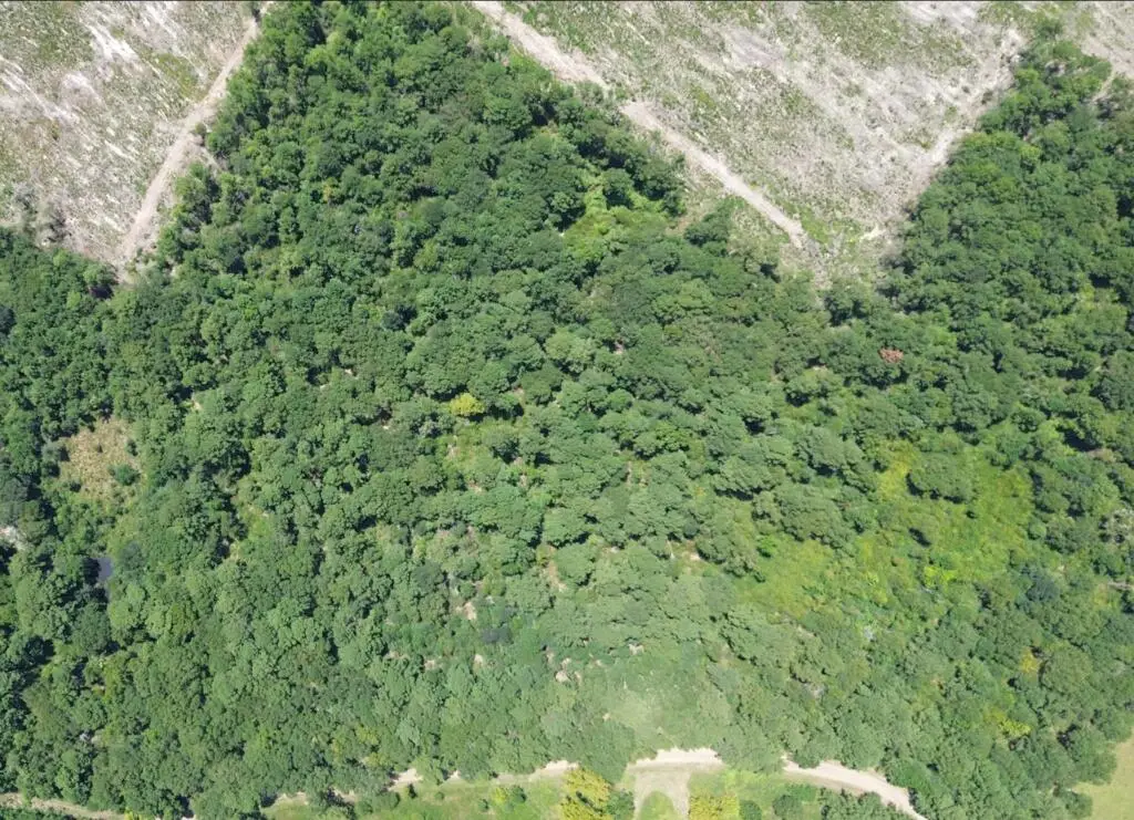 18.53AC County Road 3103, Call, TX 75933 - #1