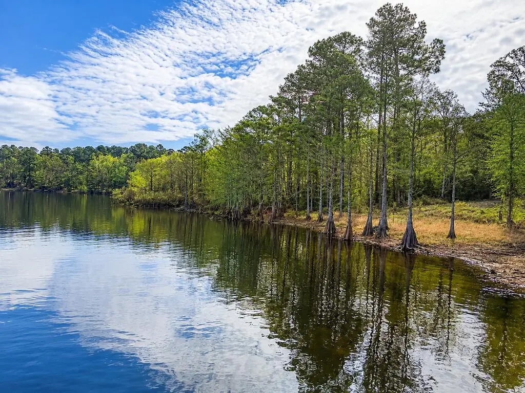 1485 Fairdale Road, Hemphill, TX 75948 - #1