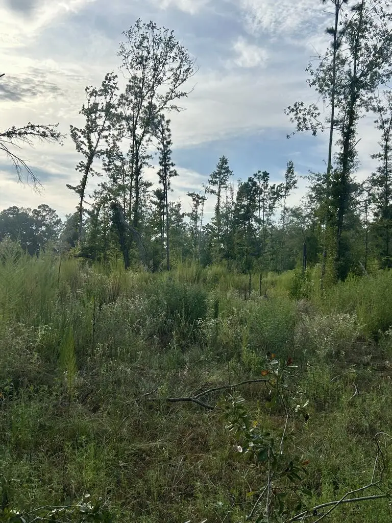PID 28848 Cr 1735, Grapeland, TX 75844 - #3