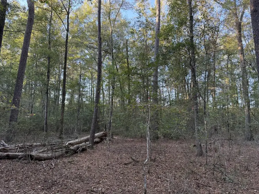 259 County Road 559, Kirbyville, TX 75956 - #2