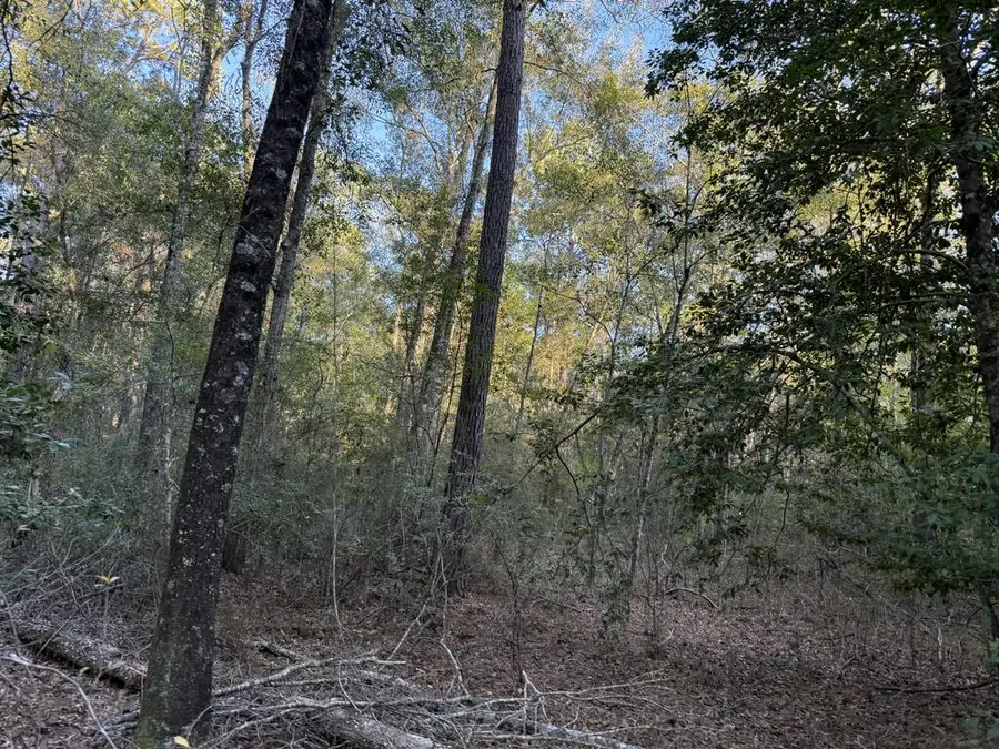 259 County Road 559, Kirbyville, TX 75956 - #3